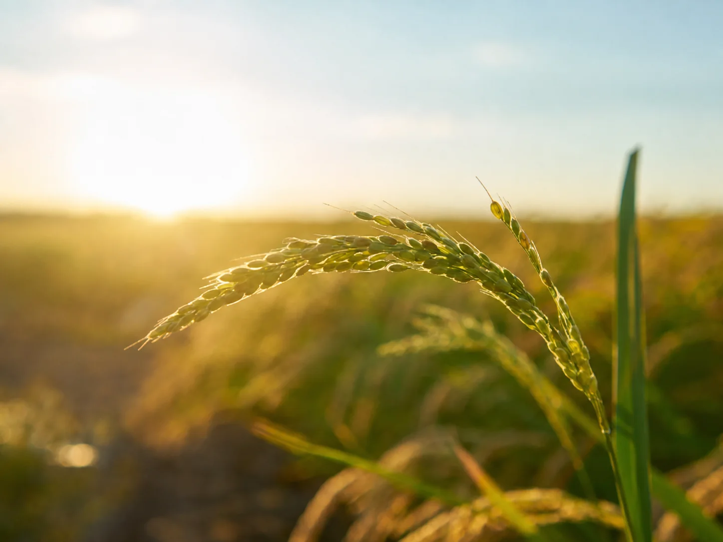 Shafa Agro project preview